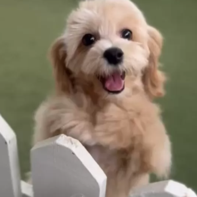 ＭＩＸ（犬）(小型)