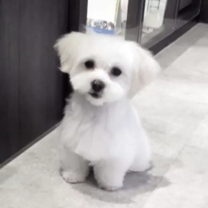 ＭＩＸ（犬）(小型)