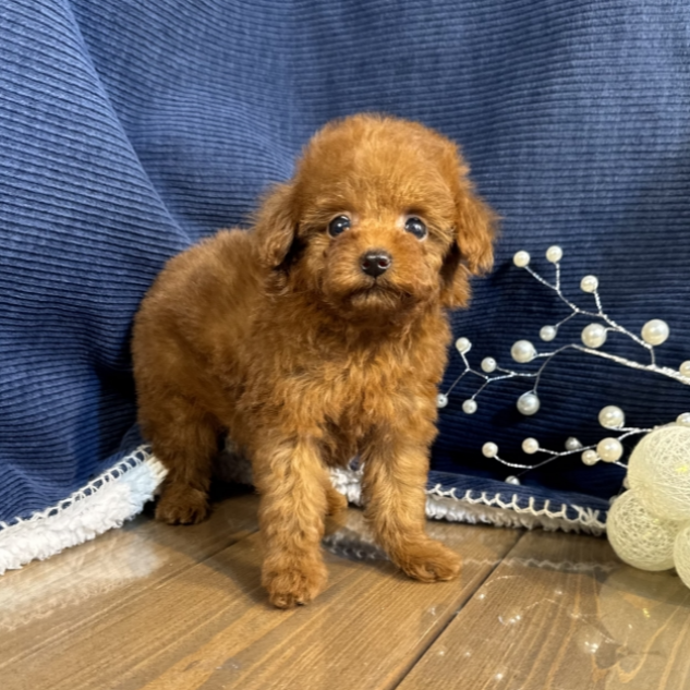 トイ・プードル