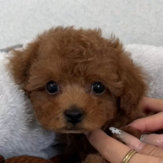 トイ・プードル