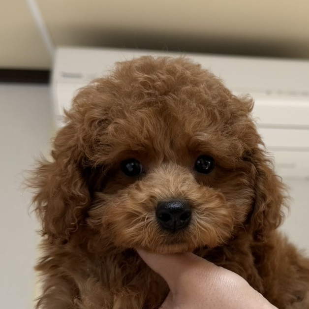 トイ・プードル