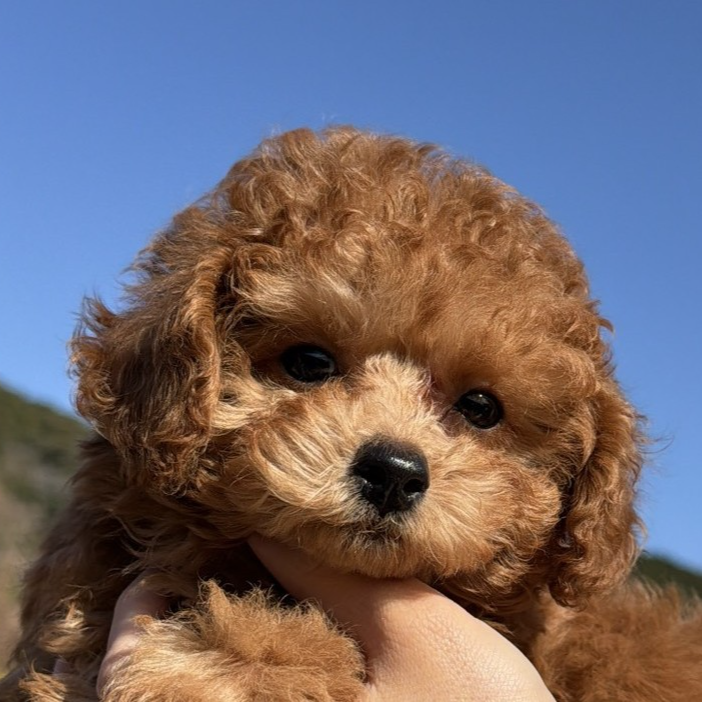 トイ・プードル