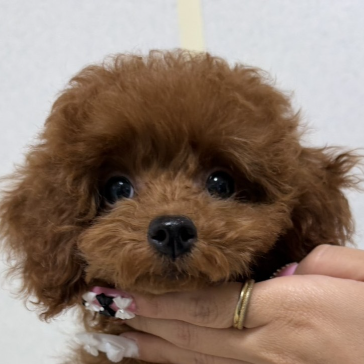 トイ・プードル