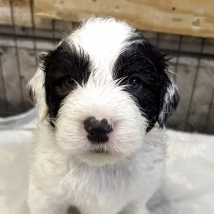 オールド・イングリッシュ・シープドッグ