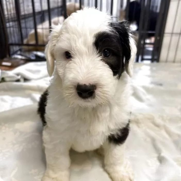 オールド・イングリッシュ・シープドッグ