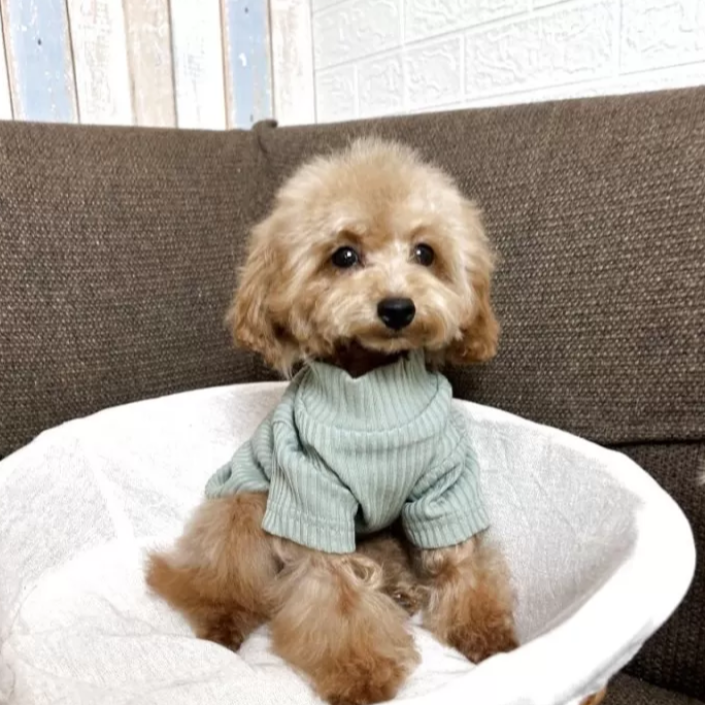 トイ・プードル