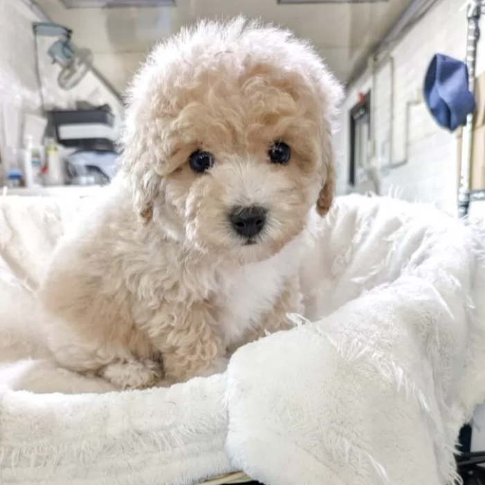 トイ・プードル