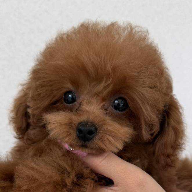 トイ・プードル