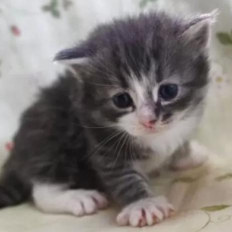 ノルウェジアン・フォレスト・キャット