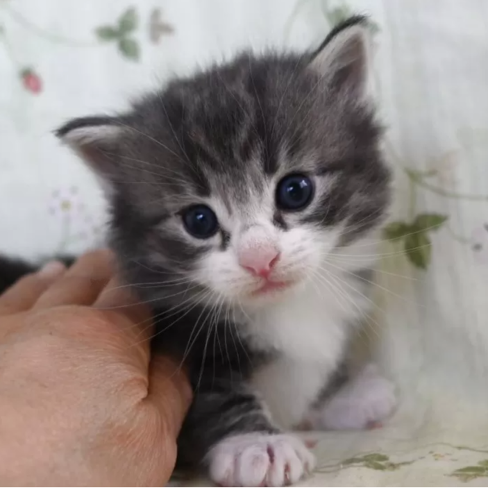 ノルウェジアン・フォレスト・キャット