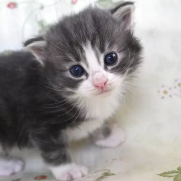 ノルウェジアン・フォレスト・キャット