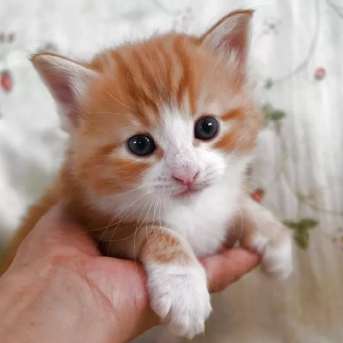 ノルウェジアン・フォレスト・キャット