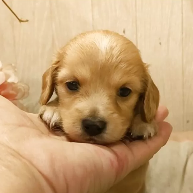 Pet-image