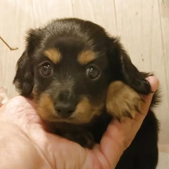 Pet-image