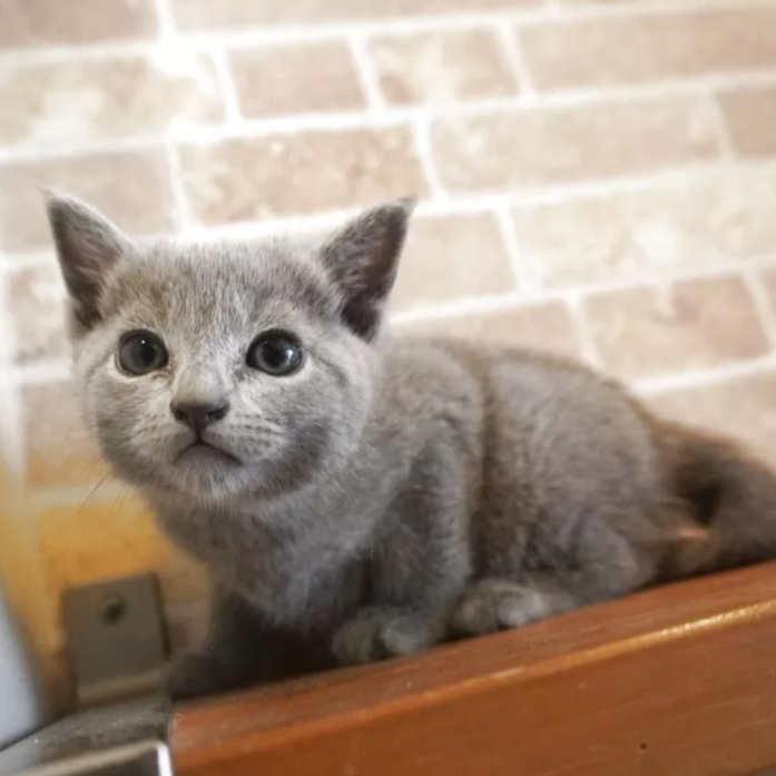 Pet-image