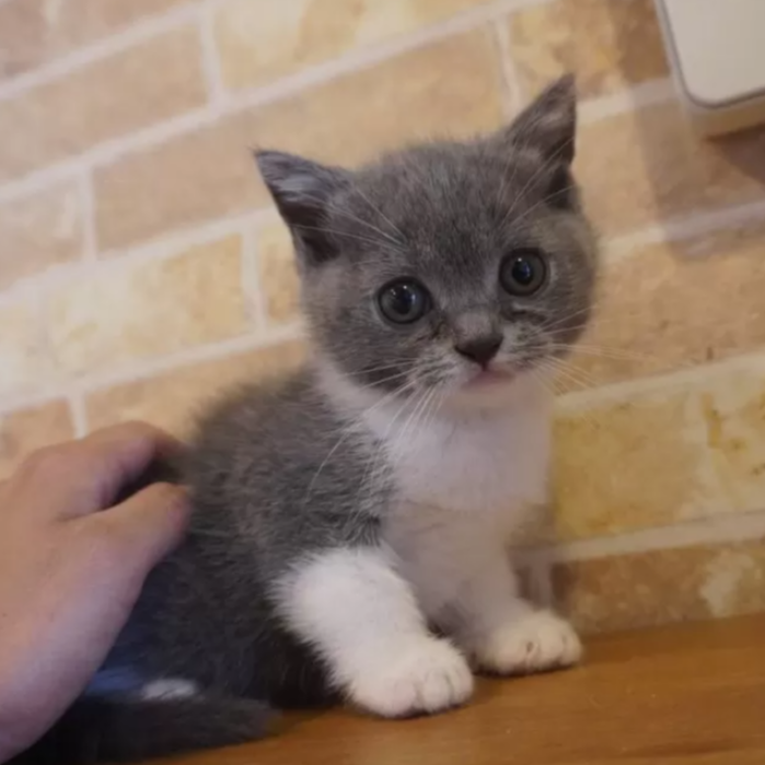 ブリティッシュショートヘア