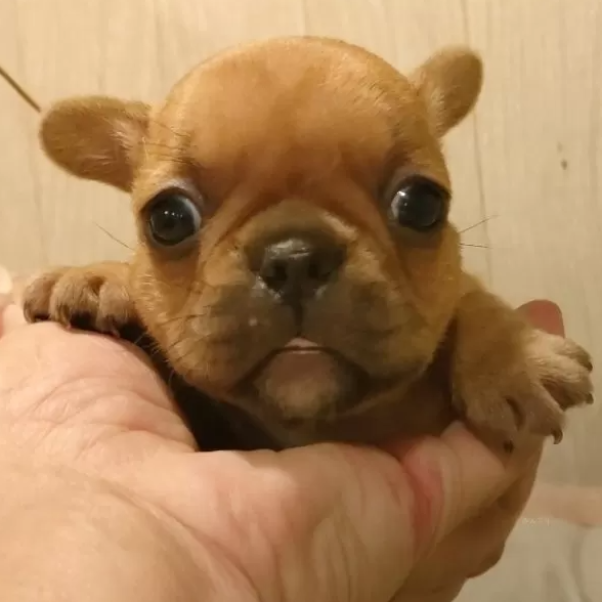 Pet-image