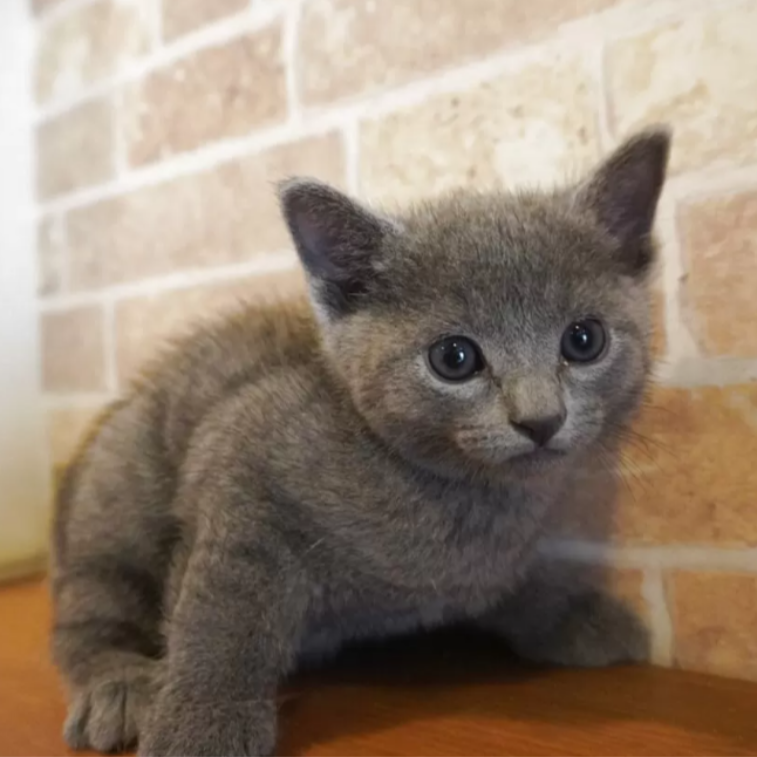 Pet-image