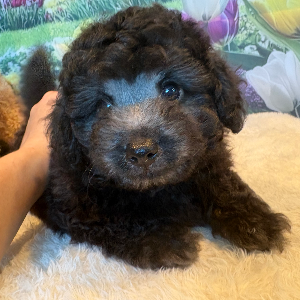 Pet-image