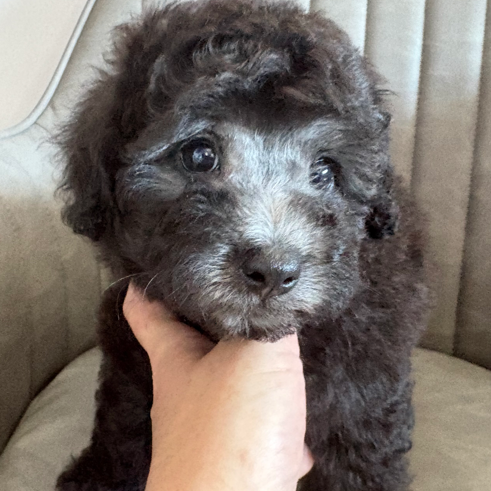 Pet-image