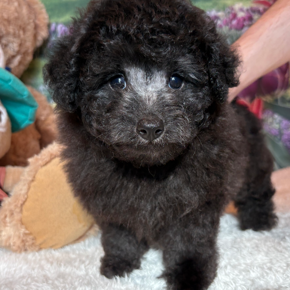 Pet-image