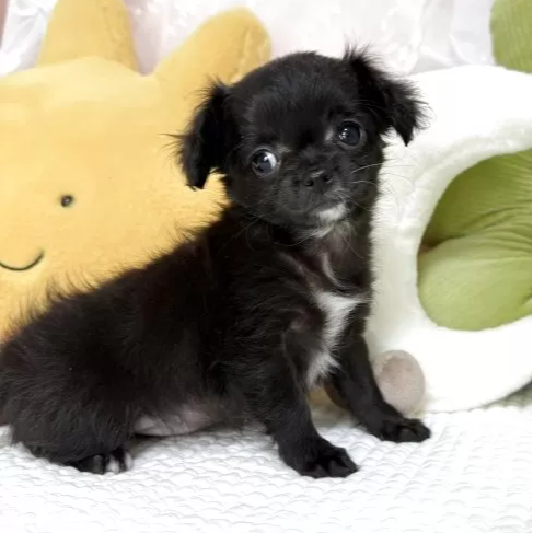 Pet-image