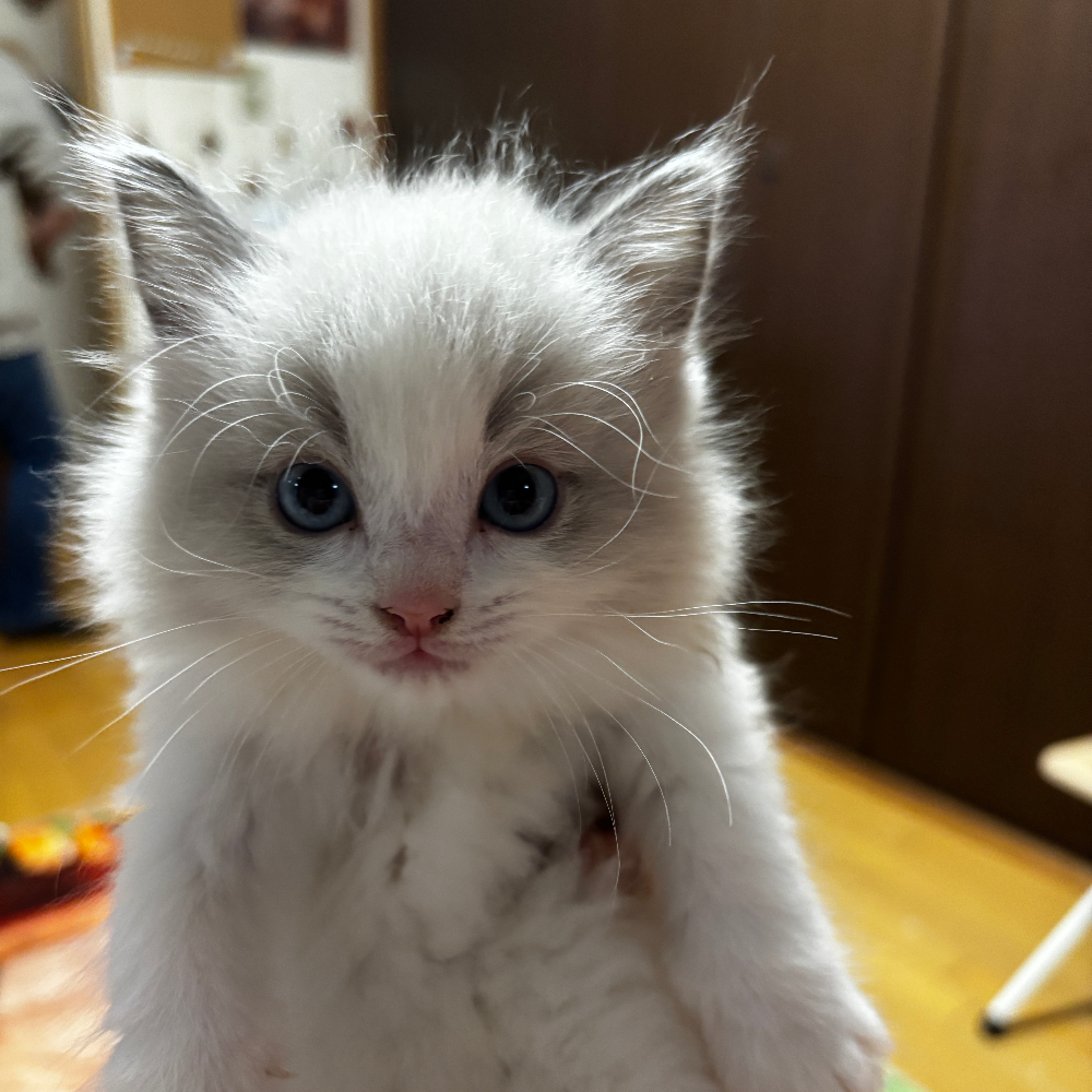 ＭＩＸ（猫）