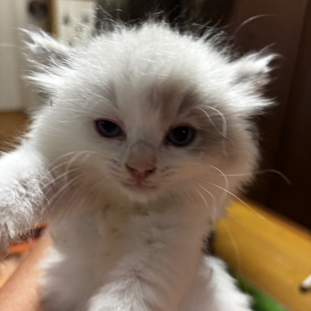 ＭＩＸ（猫）