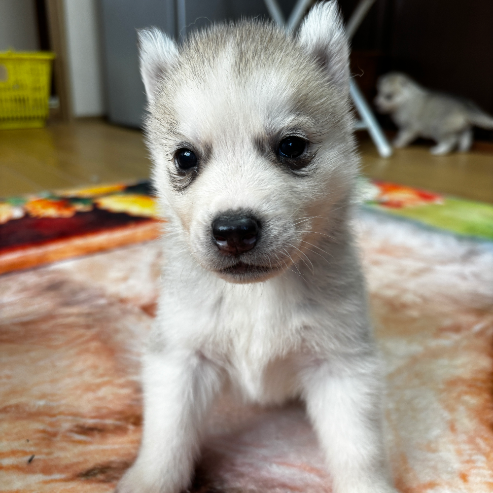 Pet-image