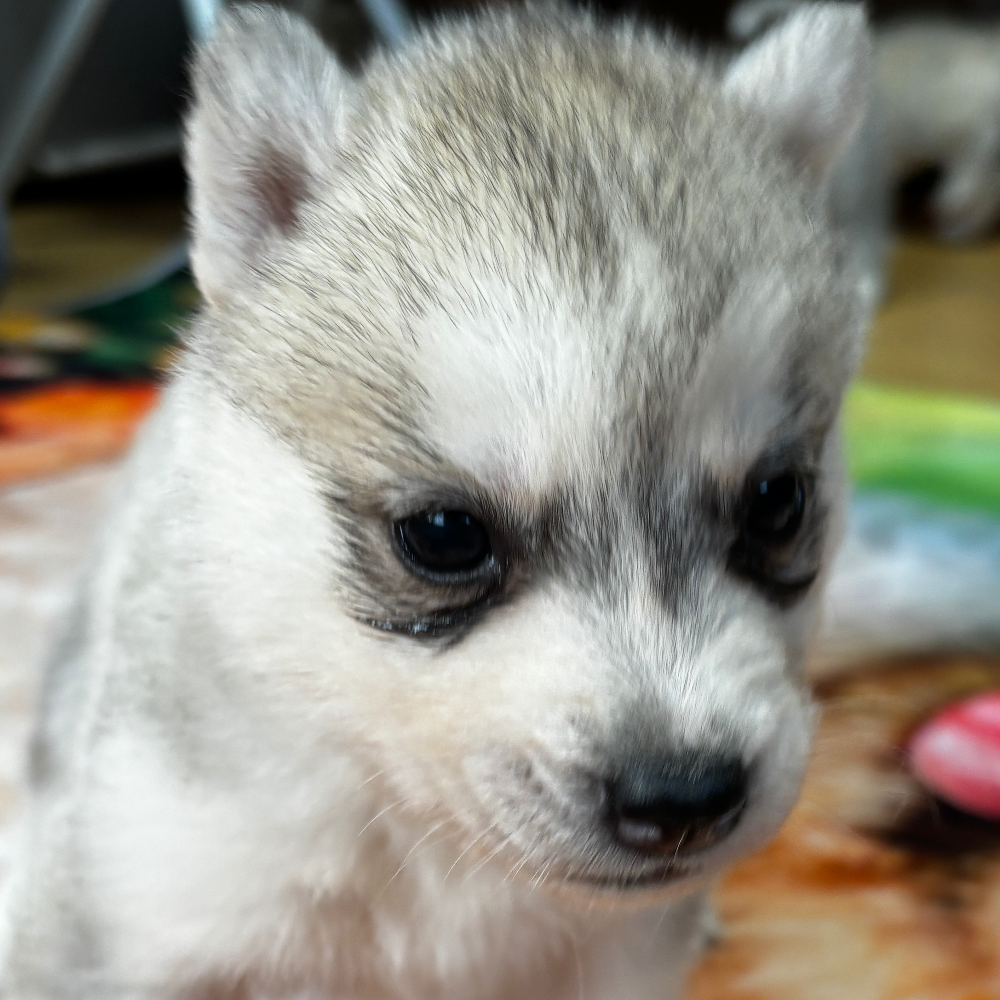 Pet-image