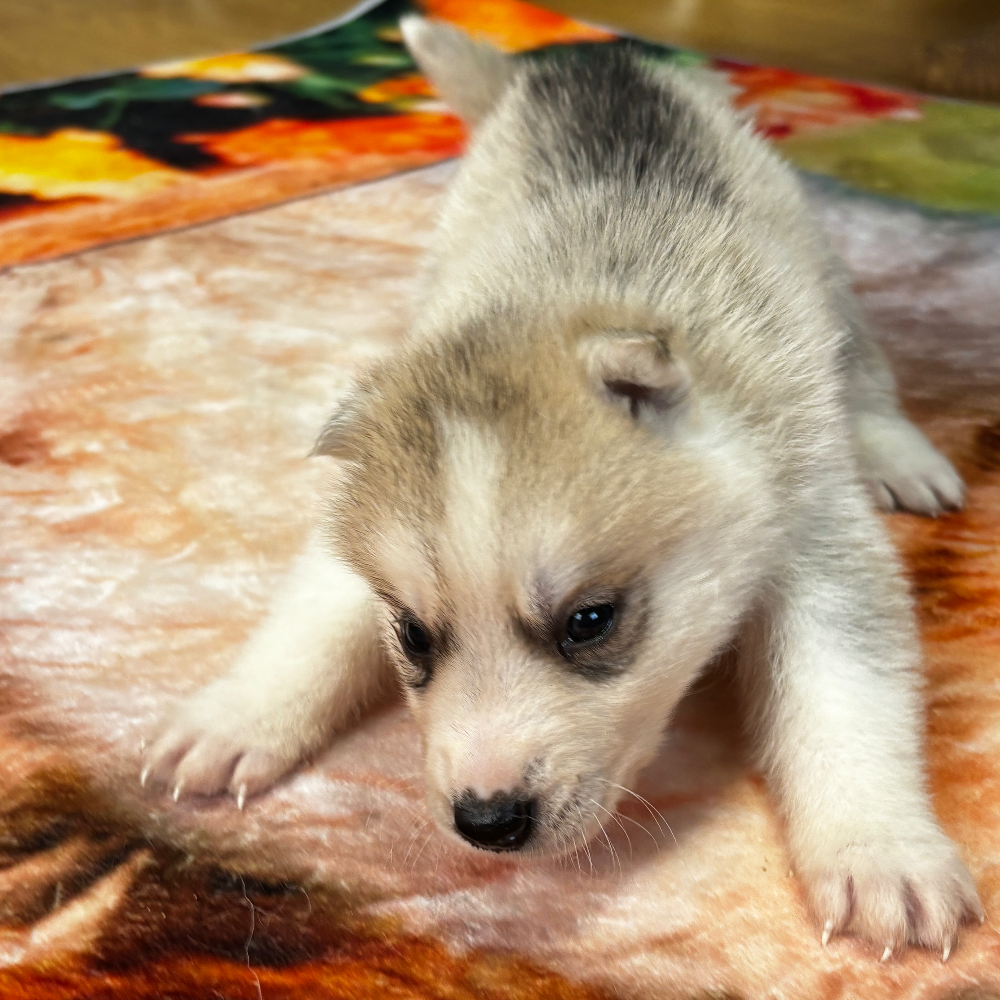 Pet-image
