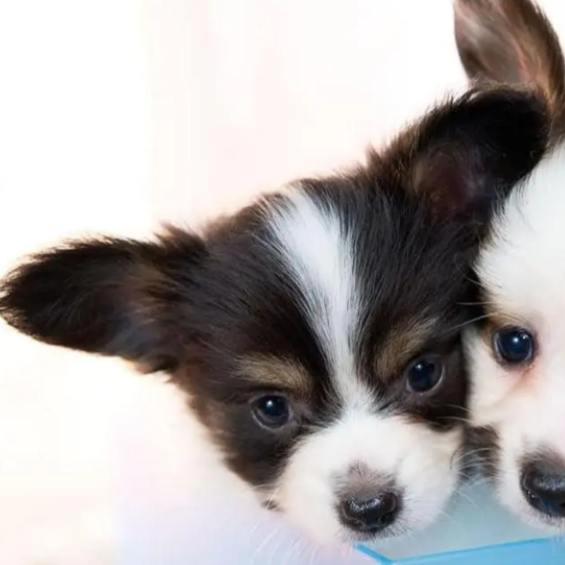 Pet-image