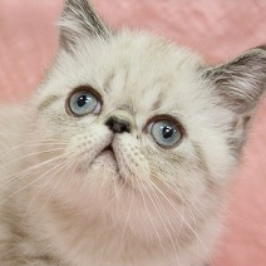 ペットid 280 エキゾチックショートヘア 22年06月04日 シールリンクスポイント 犬 猫ブリーダー直販のアニマルライン