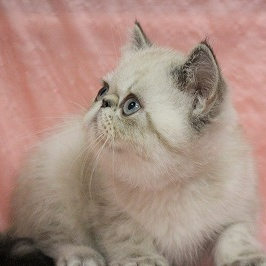 ペットid 280 エキゾチックショートヘア 22年06月04日 シールリンクスポイント 犬 猫ブリーダー直販のアニマルライン