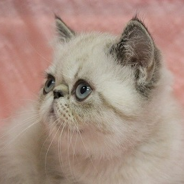 ペットid 280 エキゾチックショートヘア 22年06月04日 シールリンクスポイント 犬 猫ブリーダー直販のアニマルライン