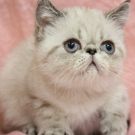 ペットid 280 エキゾチックショートヘア 22年06月04日 シールリンクスポイント 犬 猫ブリーダー直販のアニマルライン