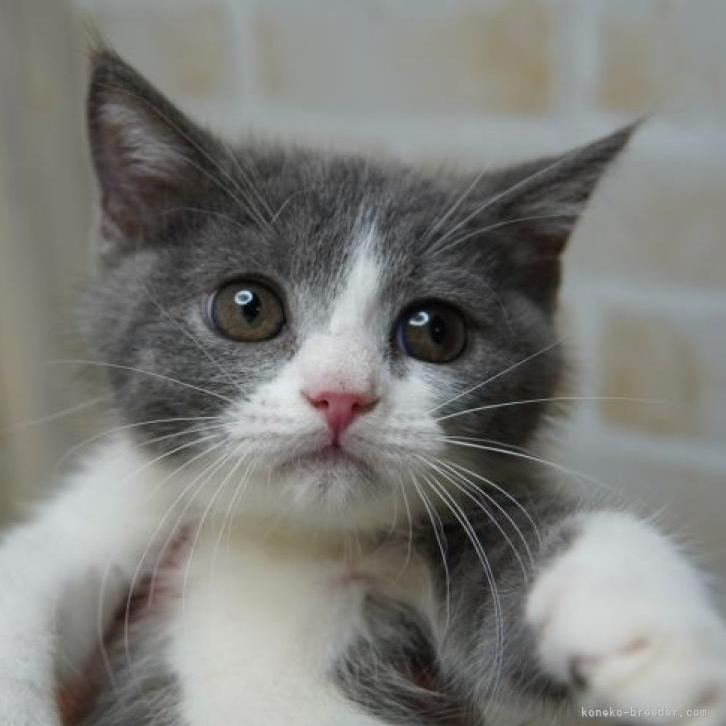 Pet-image