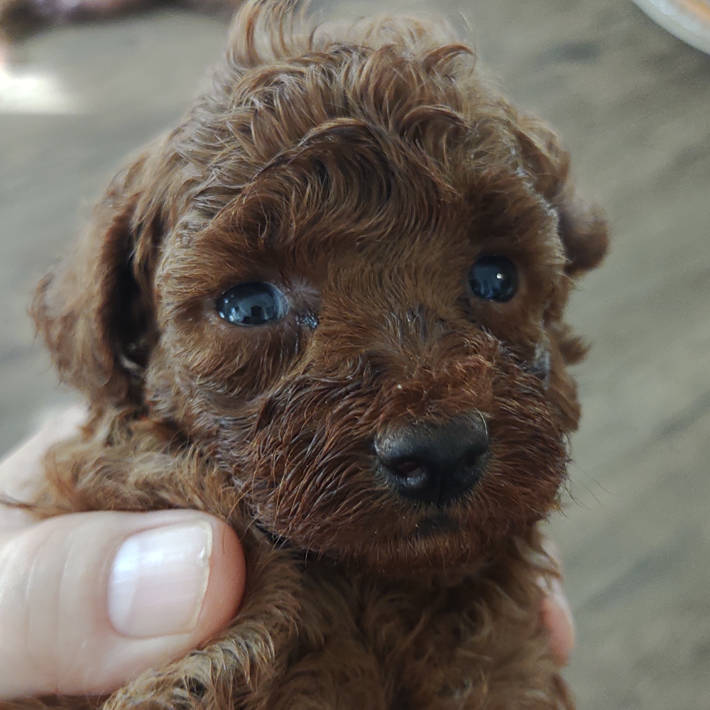 Pet-image