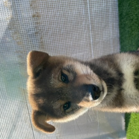 Pet-image