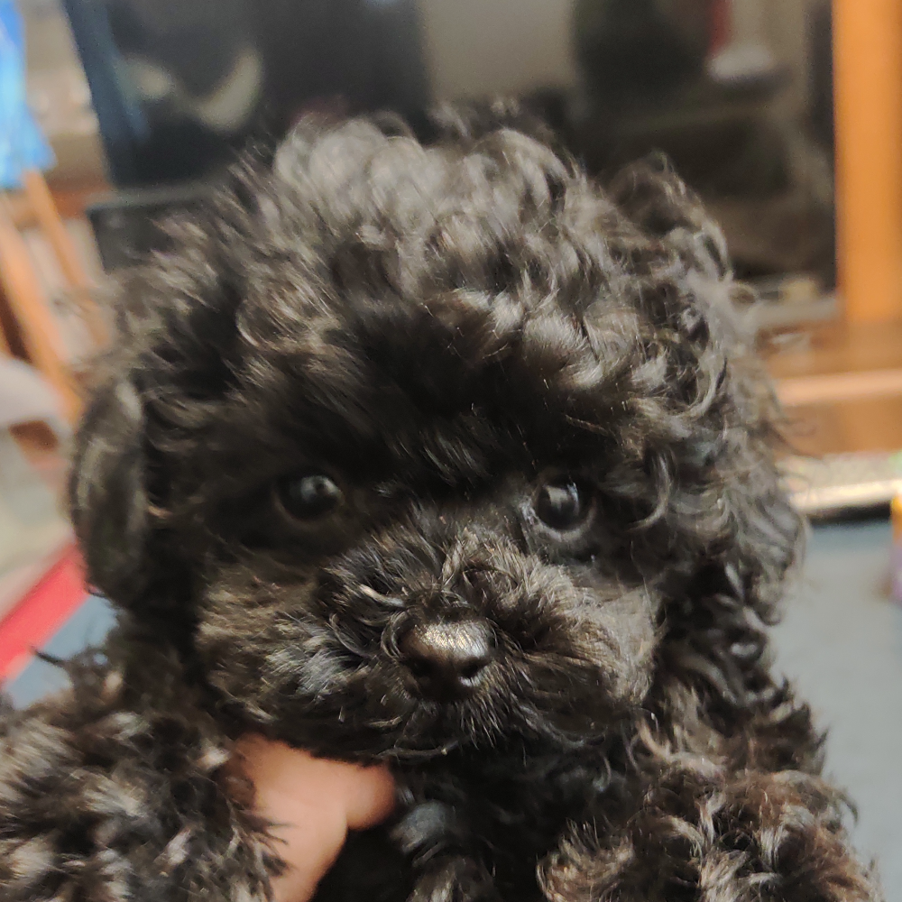 Pet-image