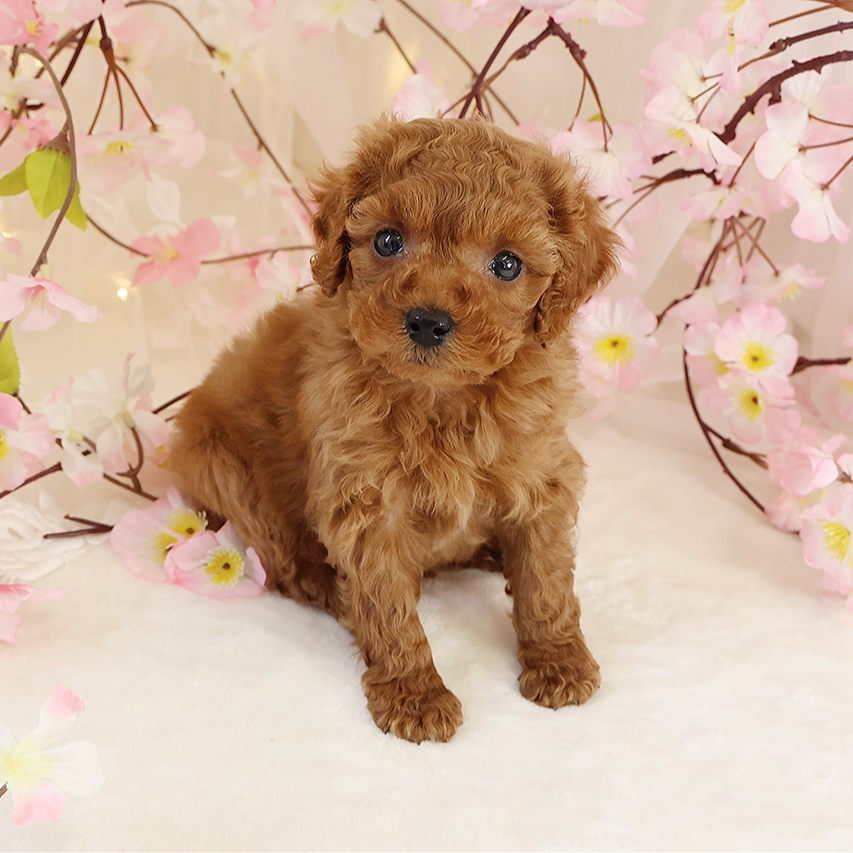 Pet-image